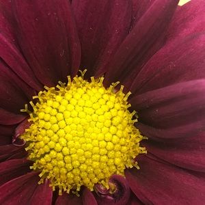 Meet your Posher, Audrey